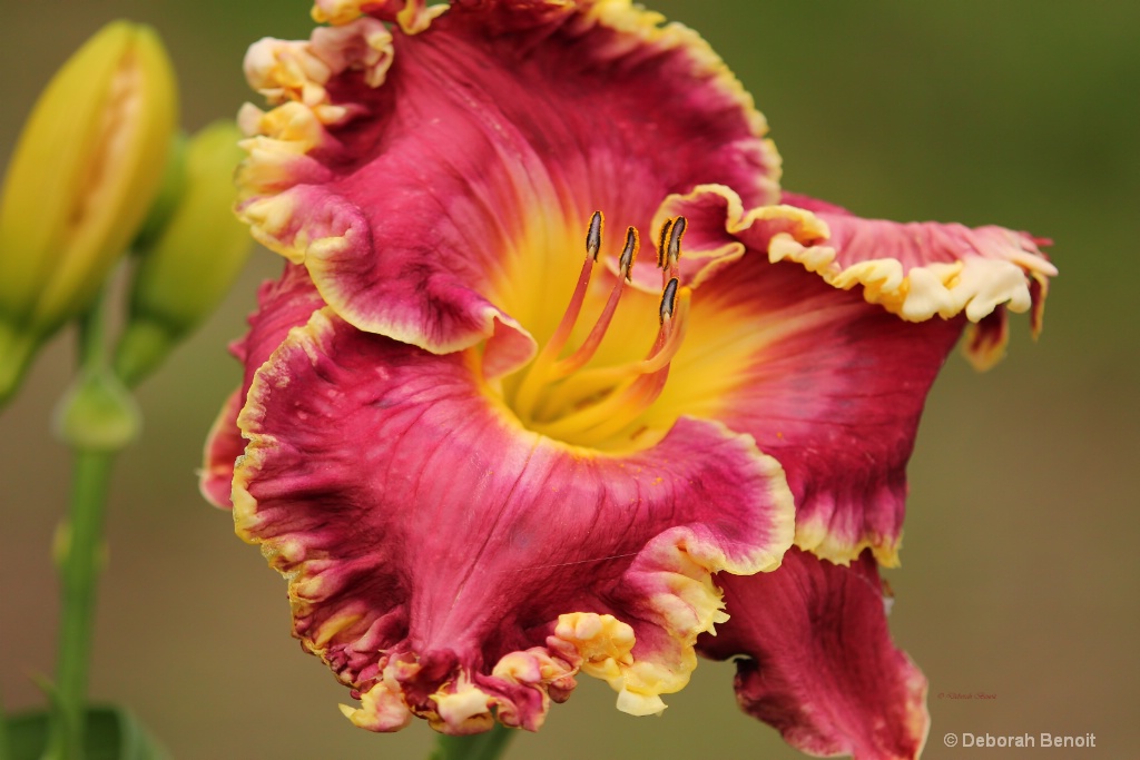 Pink Ruffled Beauty