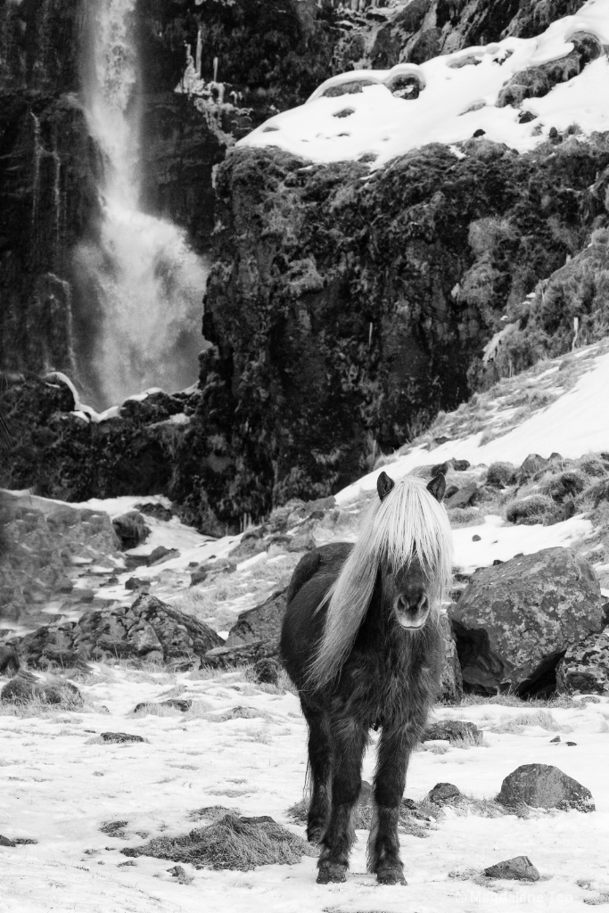 Icelandic Horse  - ID: 15120126 © Magdalene Teo