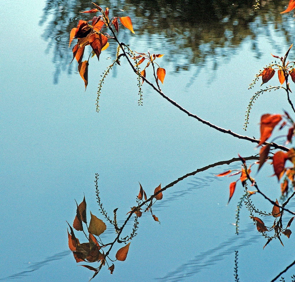 Twig reflected on the pond.