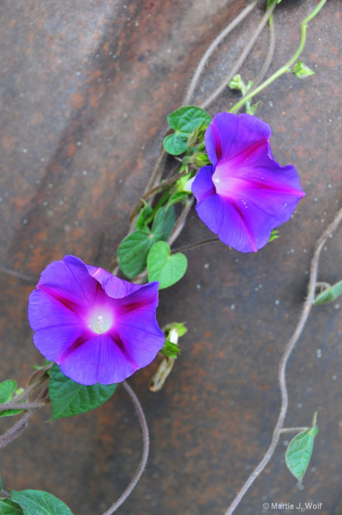 A morning glory vine with two flowers.