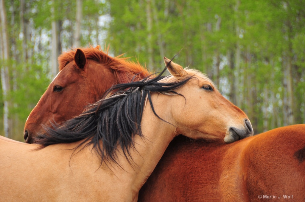 Two horses enjoying a back scratch.