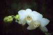 2 Orchid Sisters