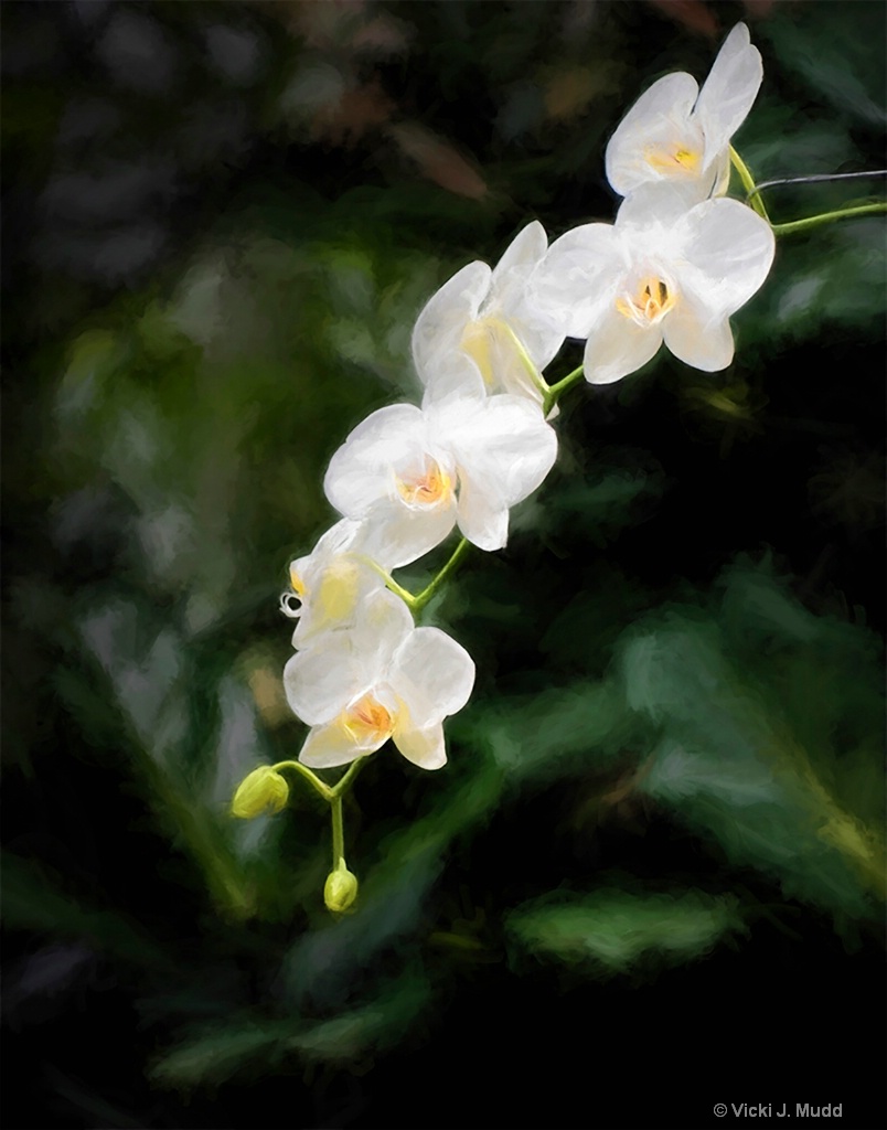 6 White Orchids