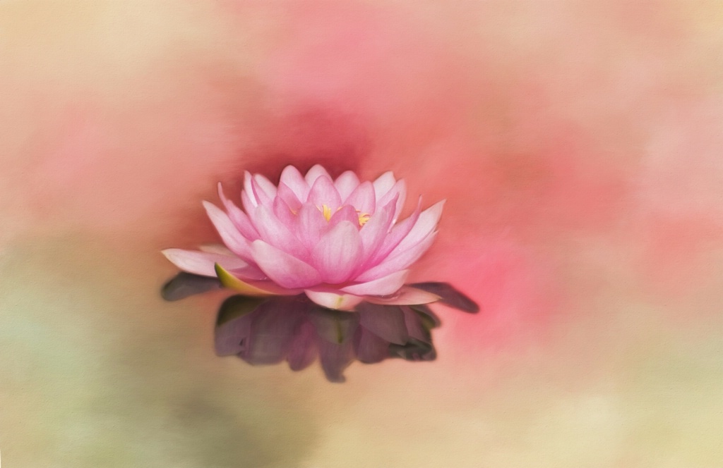 Waterlily