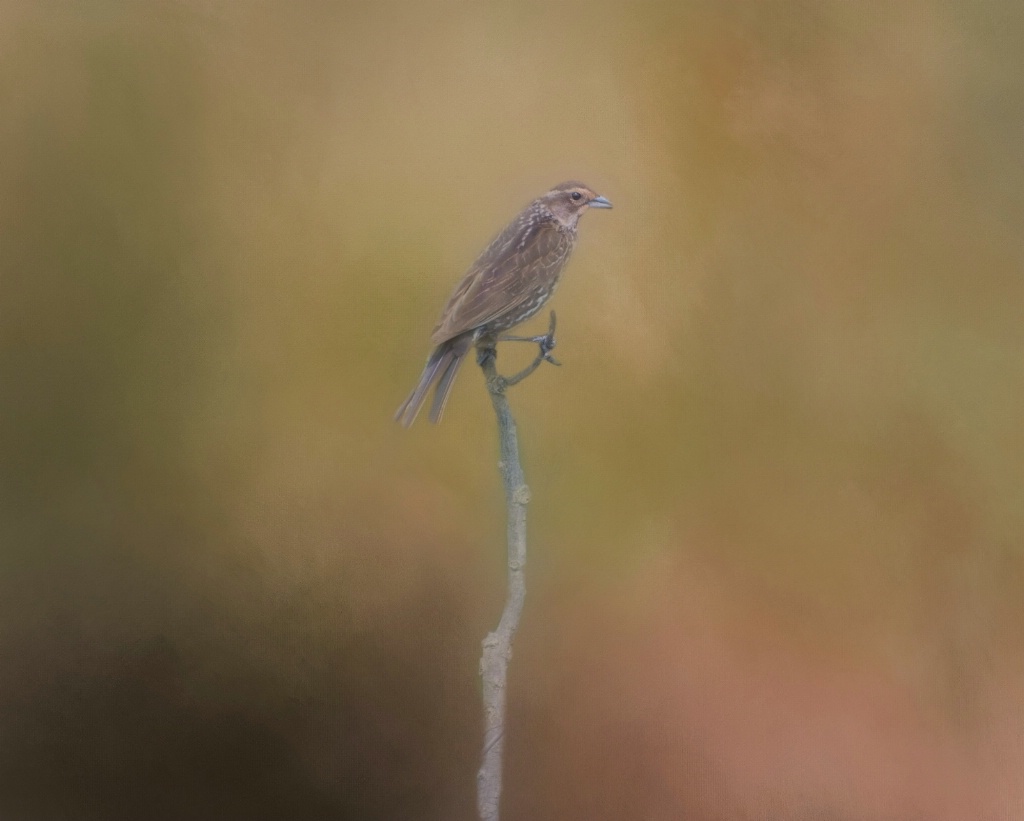 Female Red Winged Blackbird