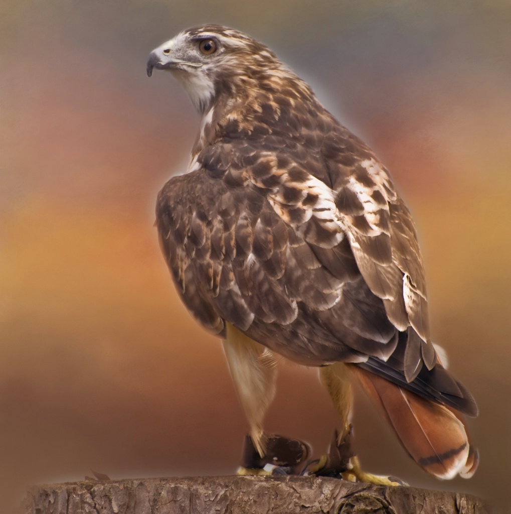 Red Tailed Hawk