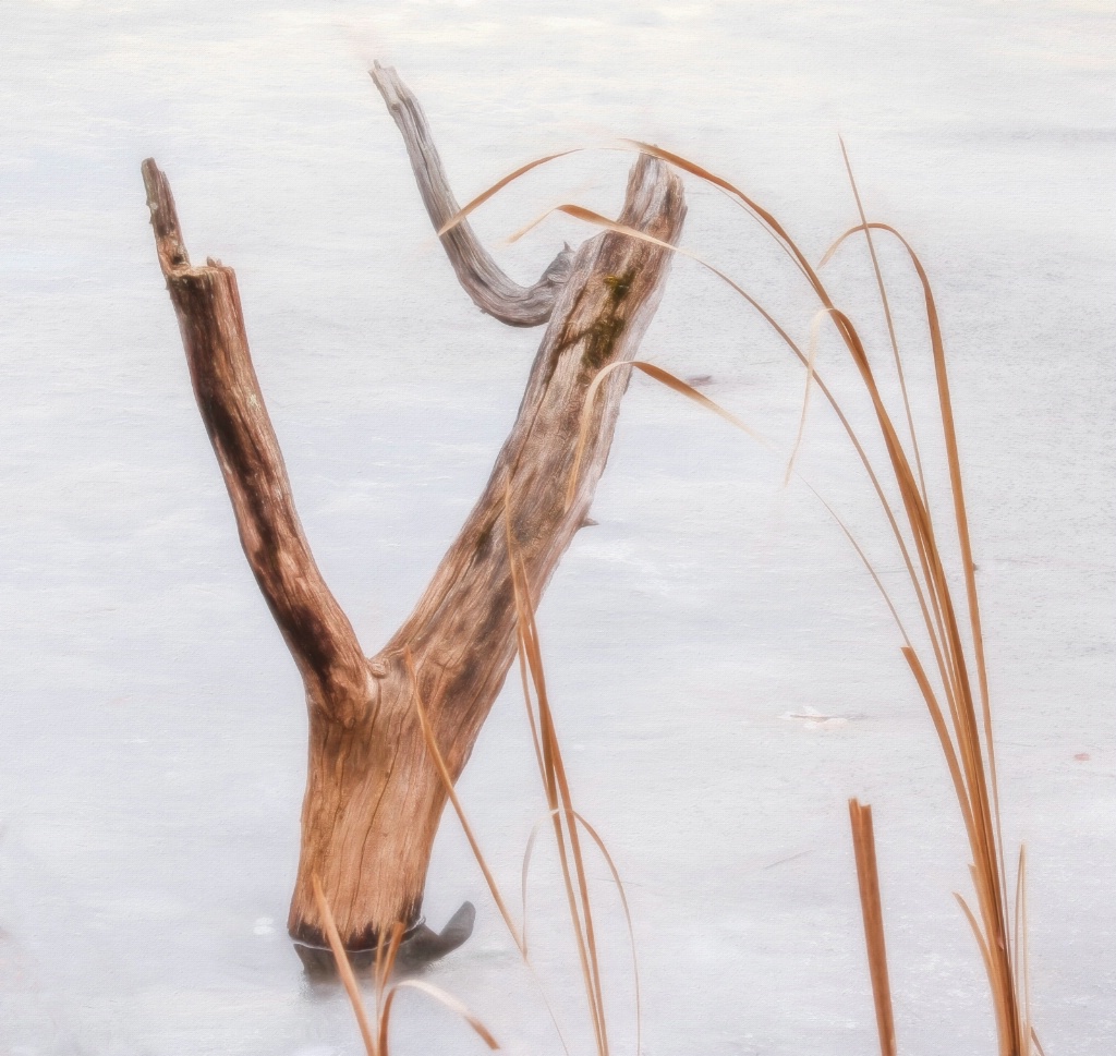 A Tree Stump In Winter