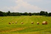 hay in the field