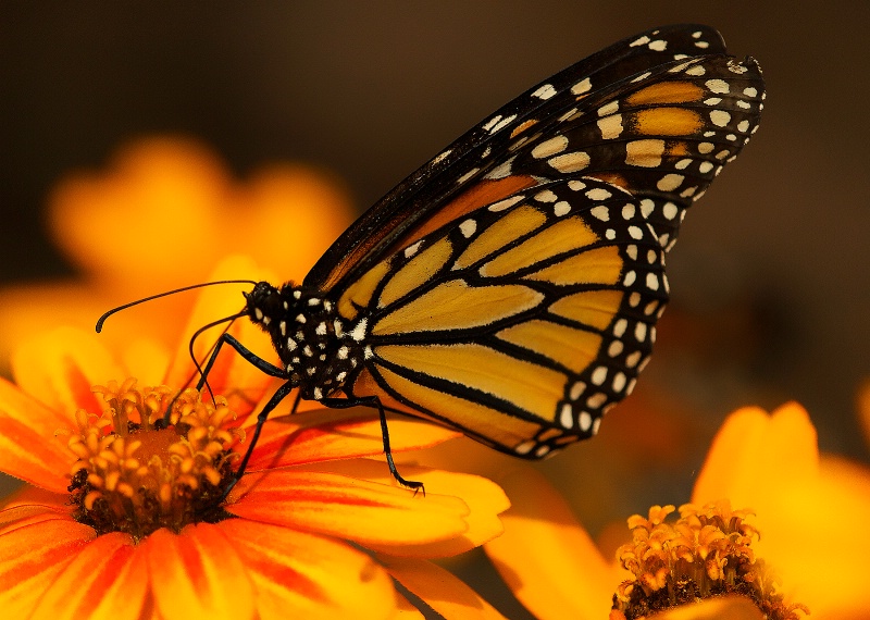 Butterfly in Orange