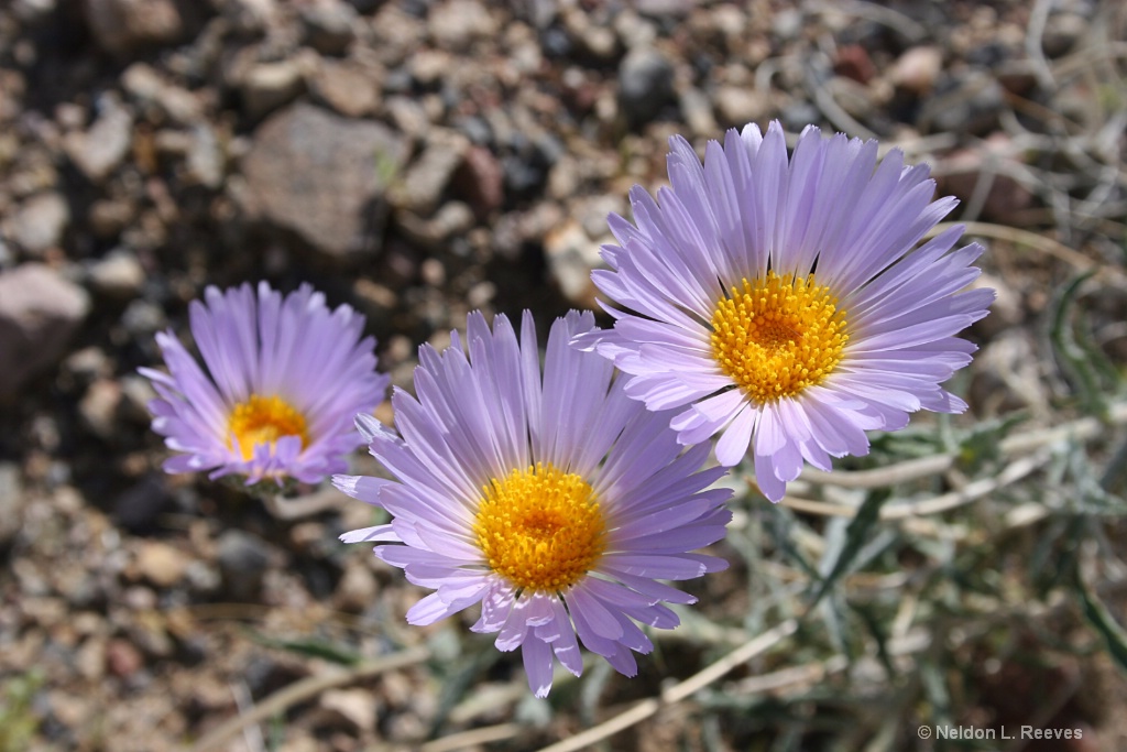 Death Valley Wildflowers