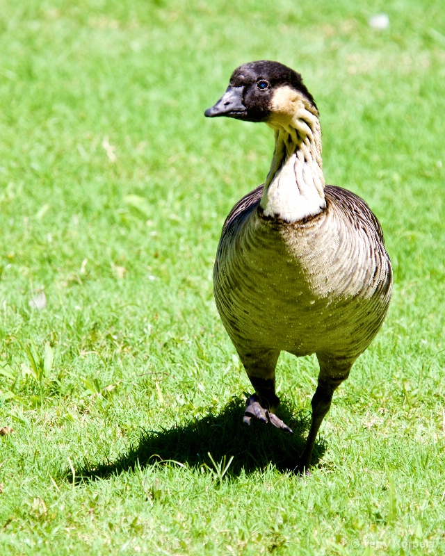 Hawaiian "Nene" Goose - ID: 15120966 © Terry Korpela