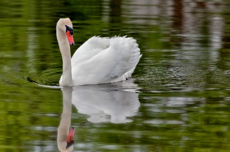 Swan Reflection