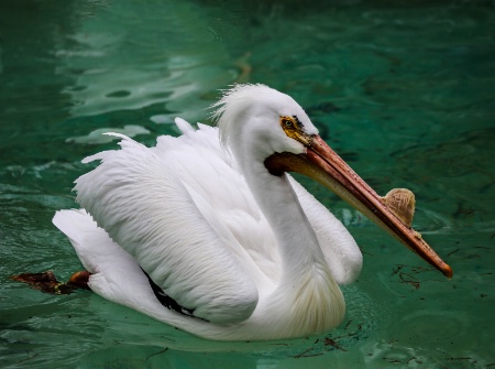  American White Pelican 