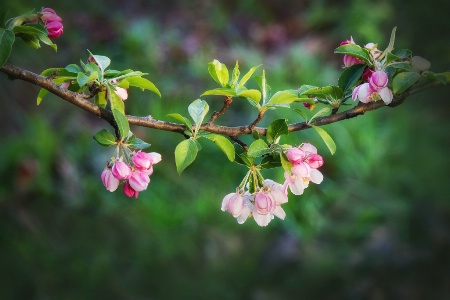 So Many Pinks