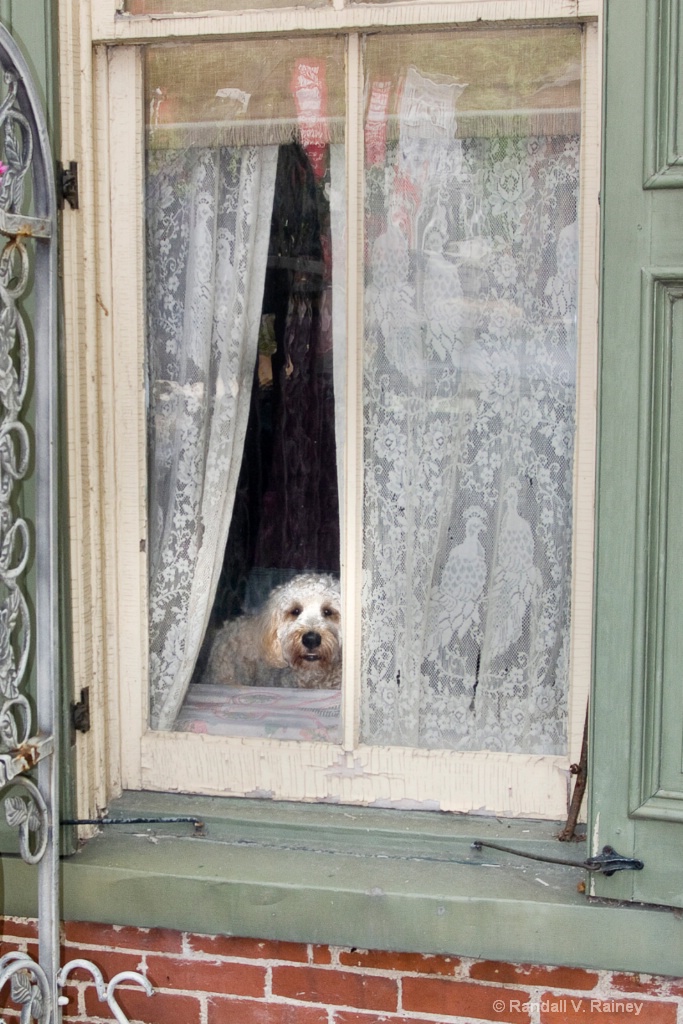 How much is that Doggy in the window?