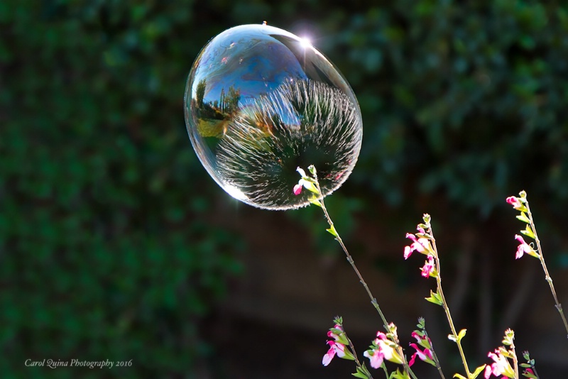 The Elusive Bubble Flower