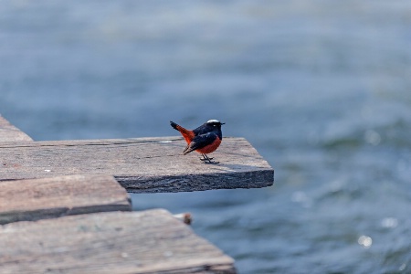 White-capped Redstart