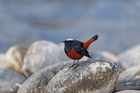 White-capped Redstart (Chaimarrornis leucocphalus)