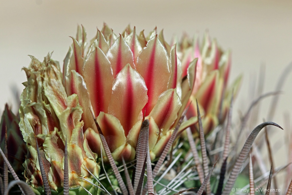 Barrel Cactus Flower