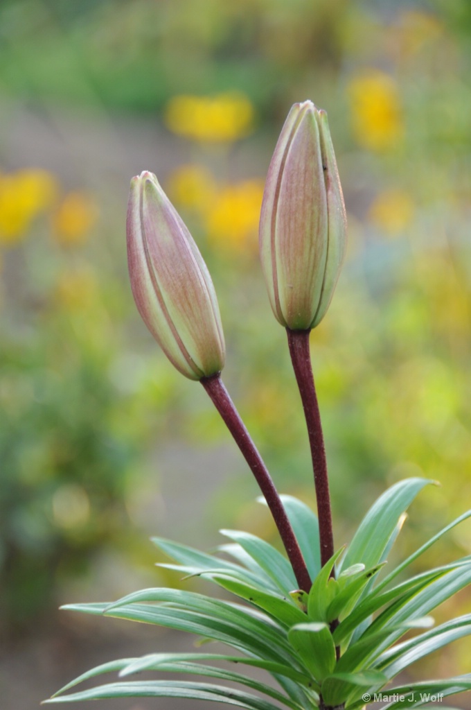 Lily buds in the garden.