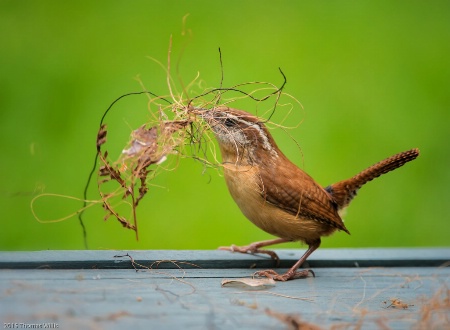 Nest Building