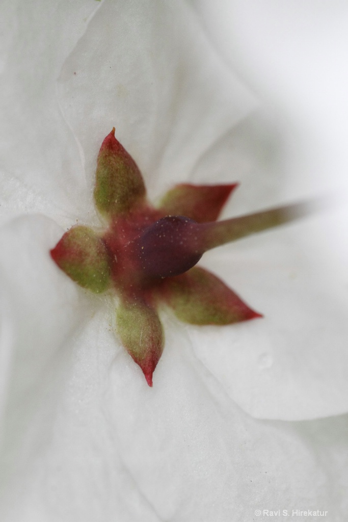 Callery Pear Flower