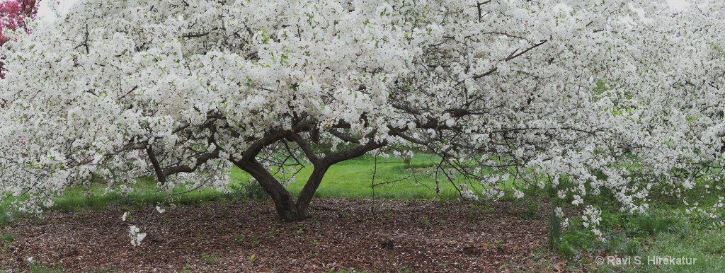 Callery pear Bloom - ID: 15122936 © Ravi S. Hirekatur