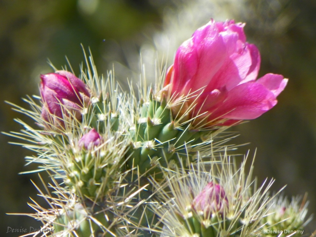 BLOOMS ON A CHOLLA CACTUS