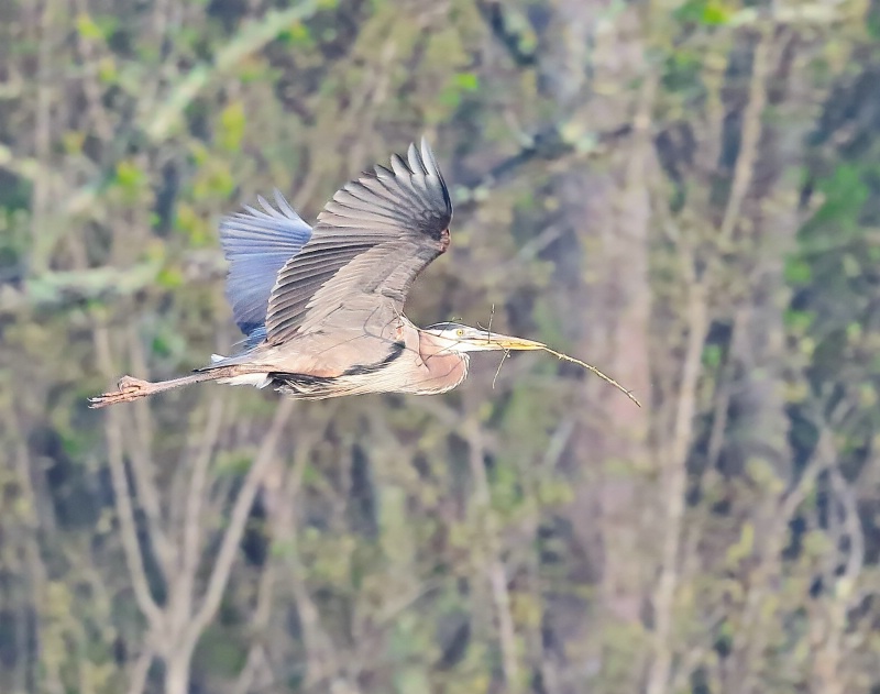 Great Blue Heron-Nest Material"s