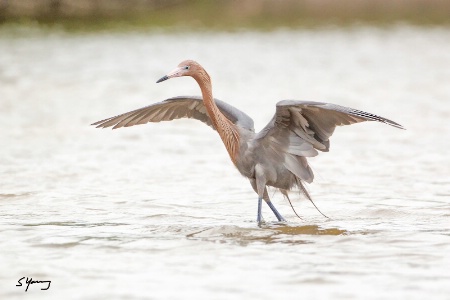 Reddish Egret Wingspread; Ft. DeSoto, FL