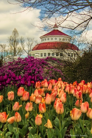 Zoo tulips