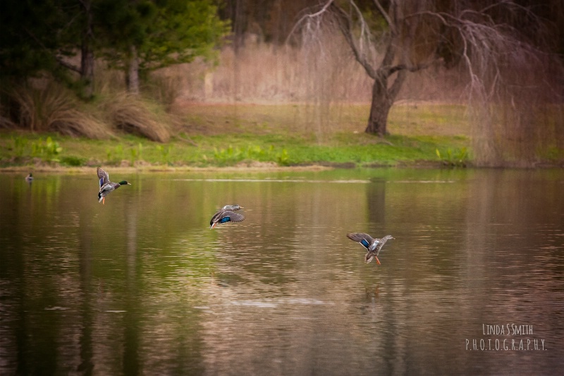 inflight duck ballet