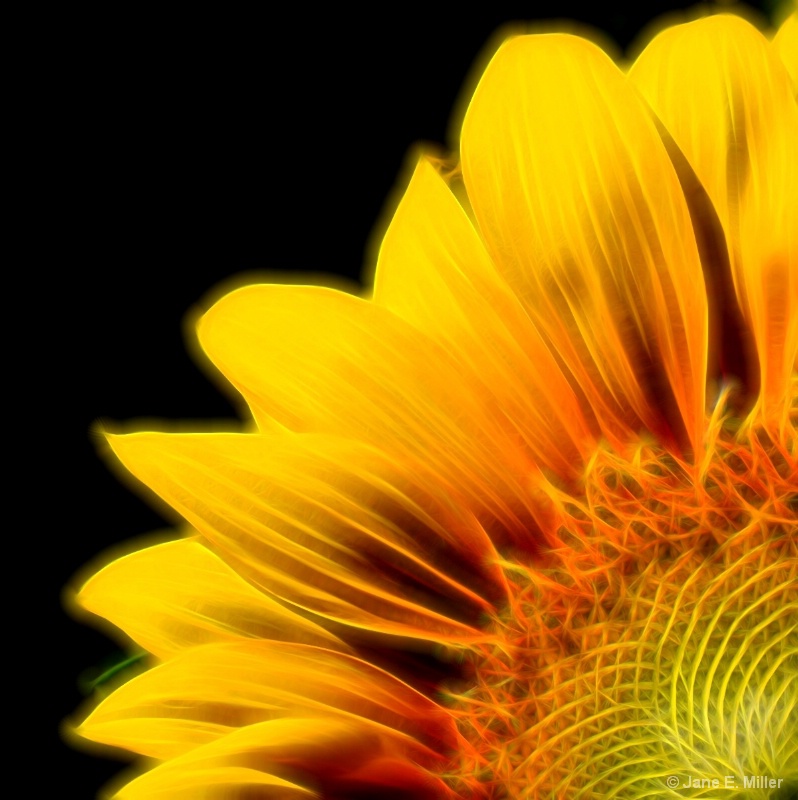 Electrify Sunflower