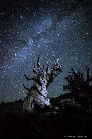 Ancient Bristlecone Pine and Milky Way No 2