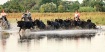  Camargue Bulls 1...