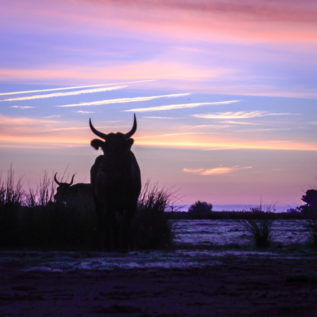 Camargue Bulls Sunrise 150910  MG 9883