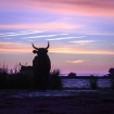 Camargue Bulls Su...