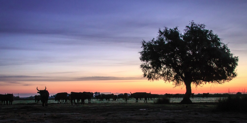  Camargue Bulls Sunrise 150910 MG 9859