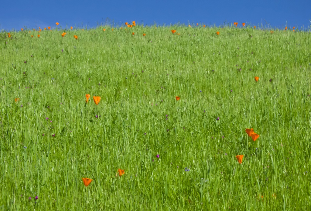 Field of Dreams