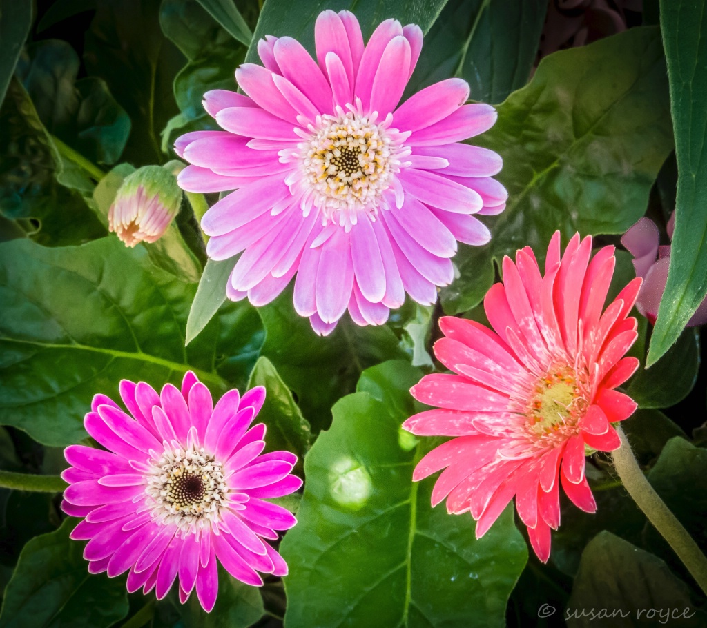 The Faces of Spring