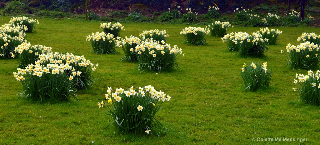 SPRING DAFFS 16.JPG