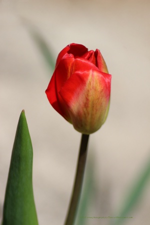 My Red Tulip