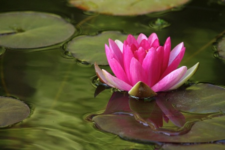 Pink water lily over green reflections