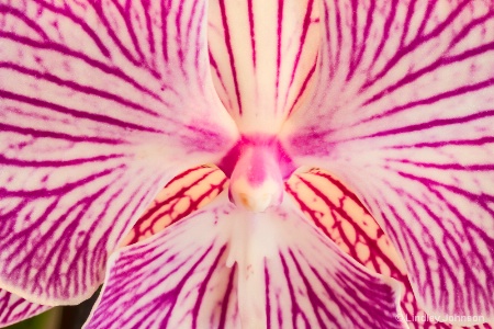 Orchid Beauty 