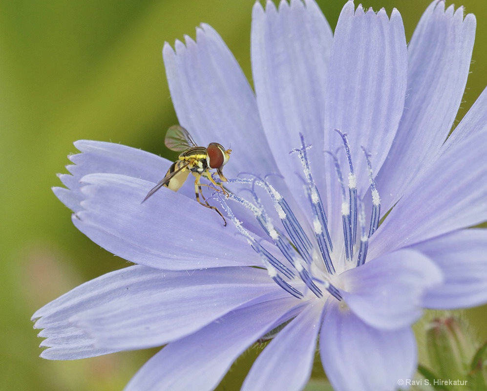 Hoverfly on Chickory Flower
