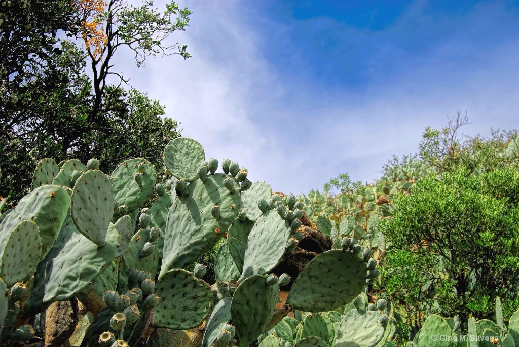 Prickly Pear Hillside