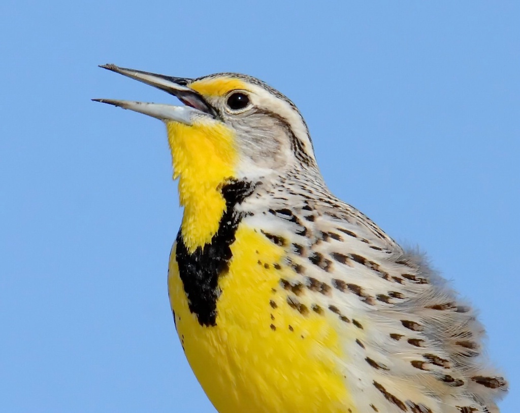 Close-Up of the Western Meadowlark