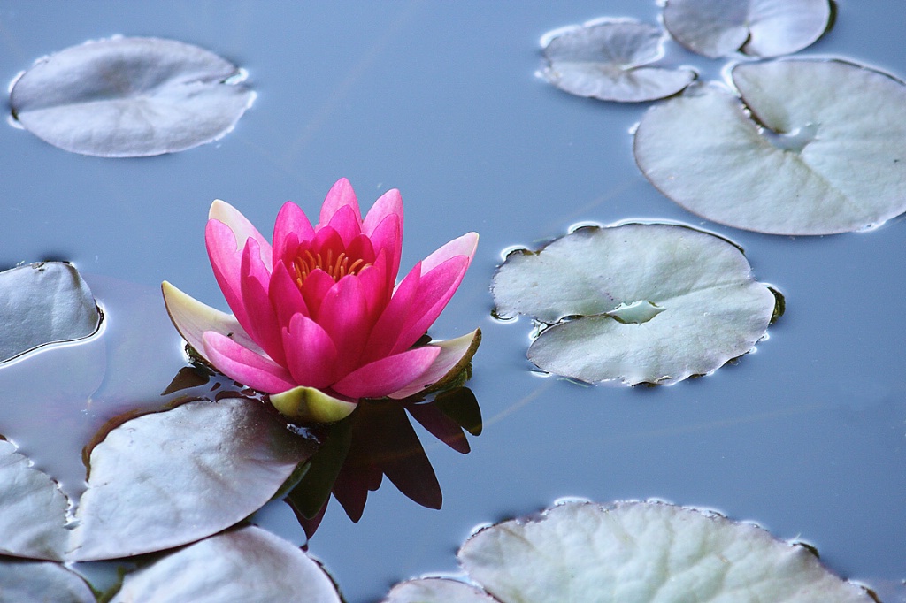 Pink water lily over blue waters