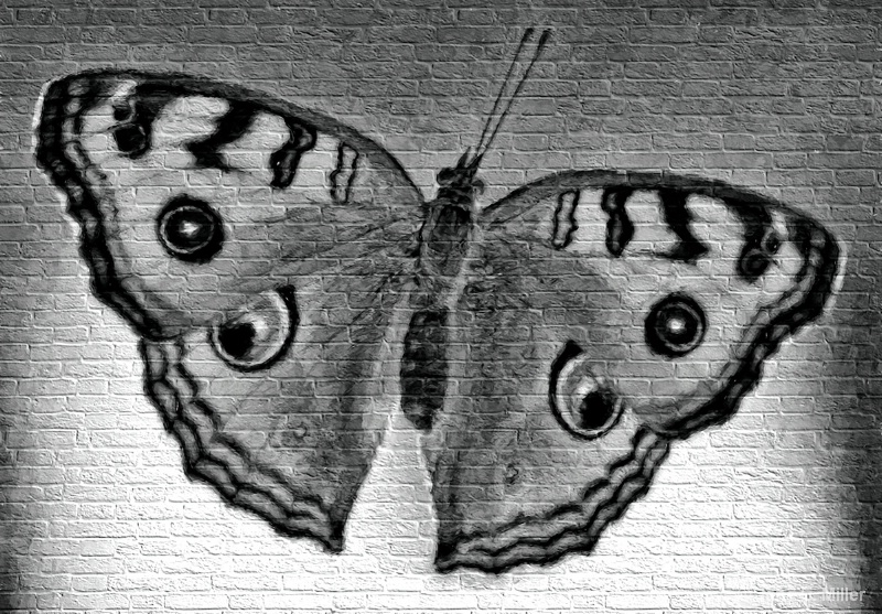 Urban Street Art Butterfly