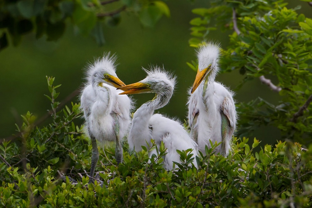 Three White Egret Chicks